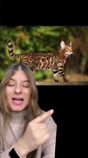 Pourquoi on dit « donner sa langue au chat » ? 👅 🐱