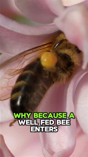 Simmons Method The Mistake That Makes Bees Kill a New Queen #beekeepers #bee #beekeeping