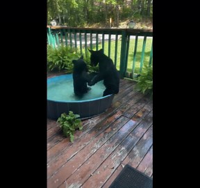 Bear Cub Pool Party