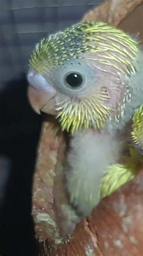 💥Parrot baby 🐣ll #tranding #birds #pets #parrot #iconicbird #viral #shorts