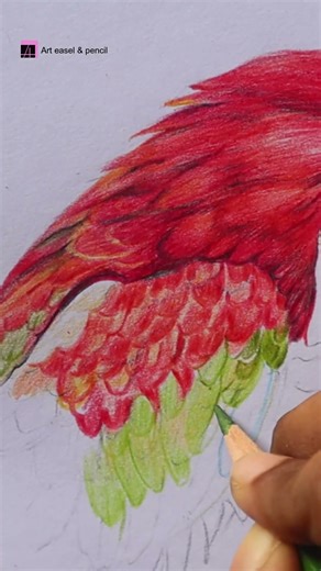 Macaw drawing #art #drawing #colourepencildrawing #camlincolours #painting #macaw #birddrawing