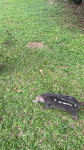 Forrest Galante on Reels