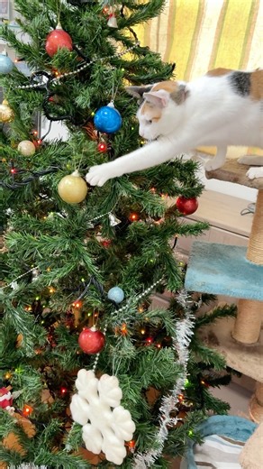 【三毛猫とクリスマスツリー】おもちゃがいっぱい！初めてのクリスマスツリーに興味津々！ ＃クリスマスツリー ＃Christmas ＃cat ＃猫とクリスマス