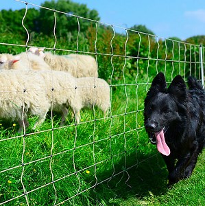 [Hot Item] Galvanized Woven Wire Mesh S Knots Fence Horse Fence