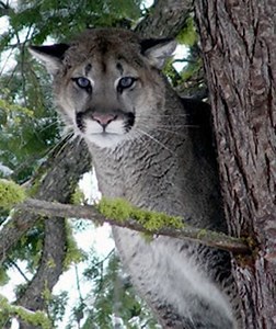 Mountain lion spotted roaming in southeast Ohio by wildlife officer