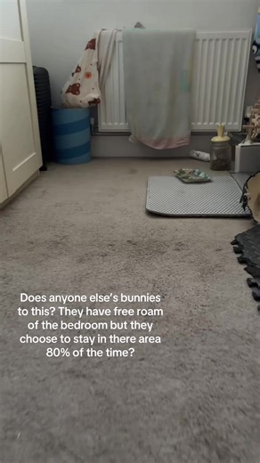 Understanding Rabbit Behavior in Home Environments
