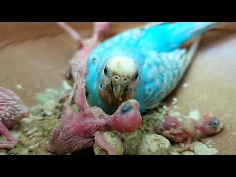 Mother Bird Feeding Her Baby 🐦😱 Baby Birds Feeding In Nest 🦜