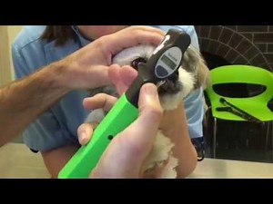 Glaucoma check in a dog using Tonovet