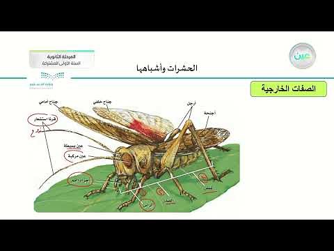 الحشرات واشباهها - أحياء (1) - السنة الأولى المشتركة