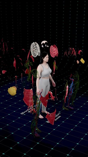 The Most Detailed Human Dissection Ever Recorded 📹🧬 . . Step inside the incredible world of human anatomy like never before! In this ultra-realistic 3D medical animation, we peel back the layers of the human body – from the skin, to muscles, to organs, vessels, and finally the skeleton – all in breathtaking detail. This isn’t just an anatomy lesson, it’s a full journey through the marvel of the human body: Skin Layer – The body’s first line of defense Muscular System – Power and movement Organ