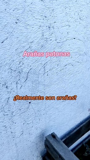 Arañas Patonas: ¿De Verdad Son Arañas?