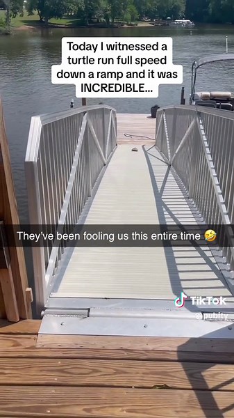 Turtle Running Fast Down Ramp | Amazing Speed Display!