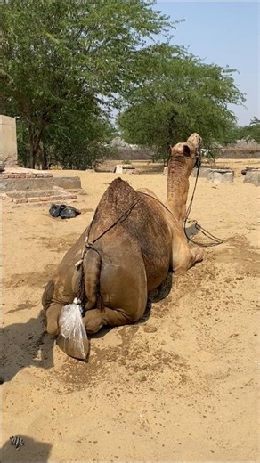 🐪 ما سرّ حزن الناقة بعد الولادة وظهور الكيس الأحمر