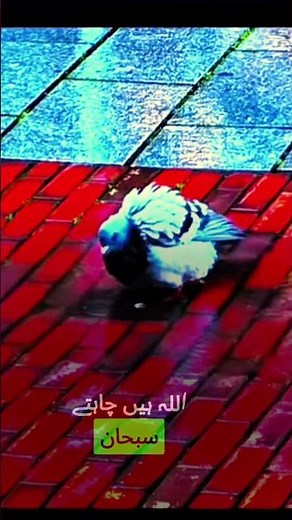 Why Namaz Is More Important Than Ever #namaz