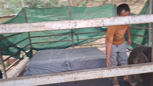 From Rescue to Recovery! It has been 20 days since we rescued a male elephant calf. He is thriving under the dedicated care of the Jomotsangkha Wildlife Sanctuary. We extend our heartfelt gratitude to Jamie Vaughan, Barnyard Bhutan Animal Rescue and Sanctuary, Paro, Bhutan, for being the first sponsor of his lactogen feed and bedding. We welcome other compassionate individuals to support the calf grow from strength to strength | Jomotsangkha Wildlife Sanctuary