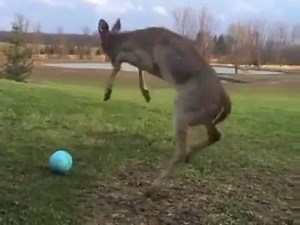 405K views · 5.7K reactions | You've never seen a deer as playful as this one. <3 | Awesomelycute | Facebook