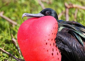 Great Frigatebird vs Magnificent Frigatebird: 14 Frigatebird Facts | Everywhere Wild