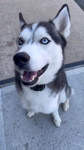 35K views · 4.3K reactions | i scream, you scream #siberianhusky #husky #huskypuppy #huskypups #puppies #pupstagram #puppiesofinstagram #huskygram #huskysofinstagram #9gagcute #barked #weeklyfluff #instahusky #dogsofinstagram #huskysofig #huskypicoftheday #huskyowner #huskypage #huskyoftheday #huskyheaven #huskysofinstagram #huskyworld #huskylovers #huskygram #adventuredogs #aestheticdogs #cutedoggos | The Husky Moon | Facebook