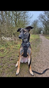 Meet out adorable dogs looking for their new homes 💙 https://www.bluecross.org.uk/rehome/dog?Location=Suffolk rehoming centre | Blue Cross Suffolk rehoming centre