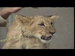 Opening To Aladdin 1993 VHS (Version #1)