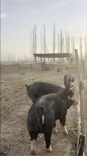 Happy Pigs Running Freely in a Rural Free-Range Farm👀