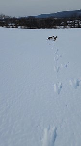 Tick and Stella love to chase rabbits... and hop like them too | Tom Venesky