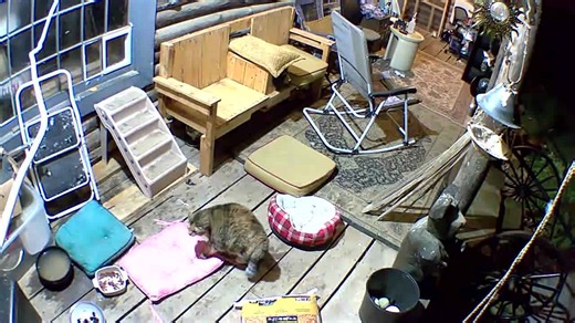 Cat swats at black bear