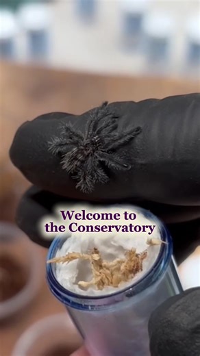 Spider Conservatory on TikTok