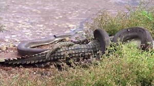 This python ruthlessly devour a crocodile in epic battle (photos, video)