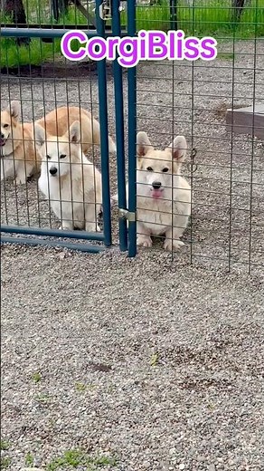 Please come play with us! #corgi #love #corgitails #nodocking
