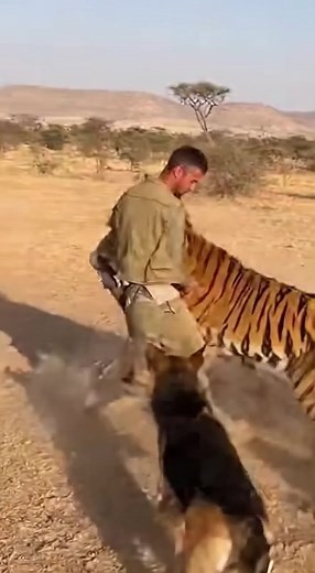 Tiger Attacks Man in the Jungle! A terrifying real encounter — a tiger suddenly charged at a man deep inside the jungle. The man tried to defend himself as the beast roared and lunged. Every second of the fight was captured on camera. Watch with caution — it’s intense! #TigerAttack #ManVsTiger #WildEncounter #CaughtOnCamera #RealFootage #WildlifeDanger #ViralVideo #NaturePower | Throne Wars Legends