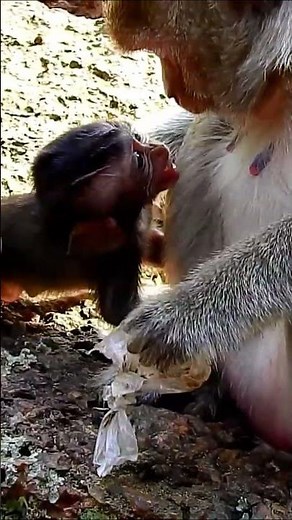Monkey species: Consequences of eating a mother monkey's food without permission.