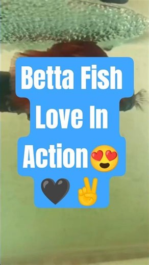 Betta Fish Love in Action! 🐟 Mating & Bubble Nesting Together! #BettaFish #BubbleNest #fishbreeding