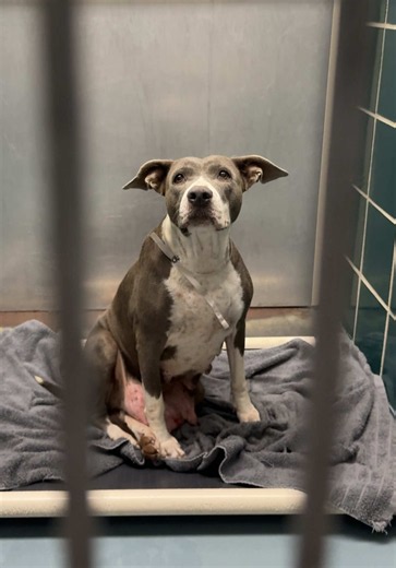 🚨Tiramisu will be euthanized Thursday 7/16🚨 🔴I kindly ask that you please do not email the shelter for updates unless you are local and are planning to foster or adopt. Their inbox gets very busy, and unnecessary emails can slow down their ability to help the animals who need it most. Thank you for understanding! When there is an update this post will be updated at the top of the caption. When a mama dog comes into the shelter with puppies that are old enough to be adopted they’re usually sep