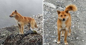 Ancient Breed Of Singing Dog Spotted In Wild For First Time In 50 Years