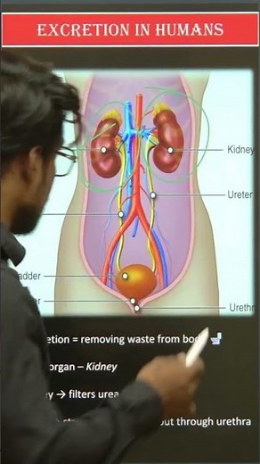 Excretion in Humans | Class 10 Science | Life Processes | Human Excretory System | #MOTIVEBEHIND