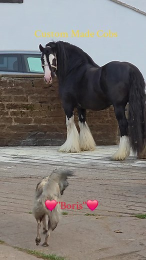 Meet Boris: The Sweet Gypsy Cob Stallion