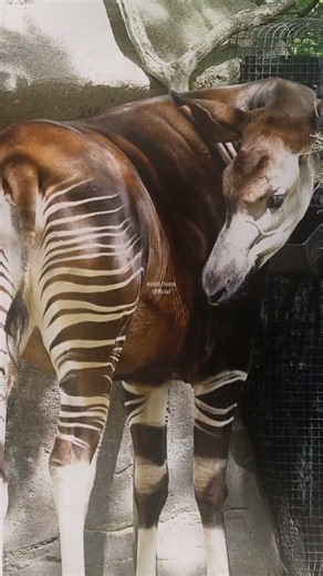 This Mysterious Animal Lives Only in One African Forest! 😱🌳 | Okapi Facts #shorts