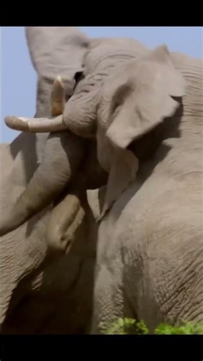 African Elephants - The Never Ending War !