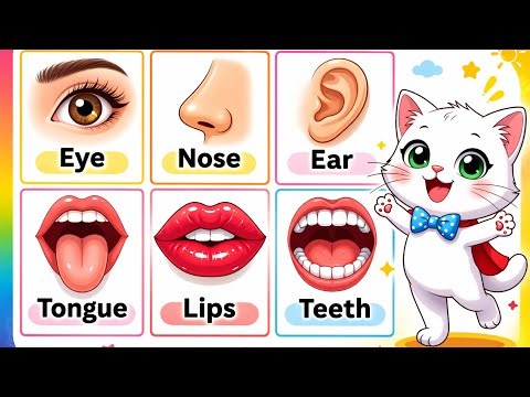 Body parts names song | learn parts of body | body parts rhymes for babies | toddlers learning songs