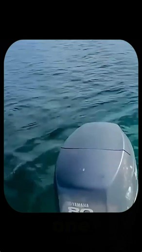 The Karate Chop Technique For Instant Death: How To Humanely Process A Squid In Seconds #shorts