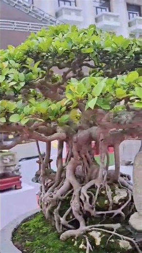 126 Festival cây cảnh Phú Thọ