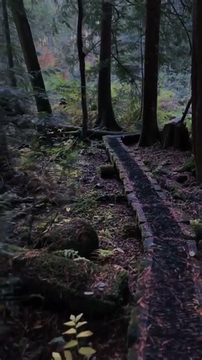 Nature🌿🍃- Relaxing Music - Stress relief #shorts