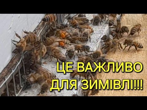 Це важливо для зимівлі!!! #бджільництвов6тирамвуликах