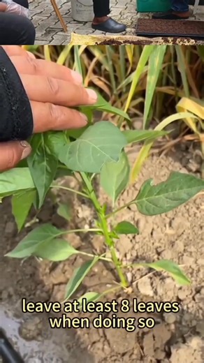 Pinching off the top of a chilli pepper can make the yield as high as an additional 20-30% more peppers! By pinching or topping the plant, you're encouraging bushy growth and more fruit production. This technique is often used in gardening to increase yields and promote healthier plants #everyoneプ #growvegchallenge #leveragefresh #followersreels #AgricultureInnovation #urbanfarming #farmingtips #GardeningTips #vegetablefarming #SmartFarming | Manufor Progress