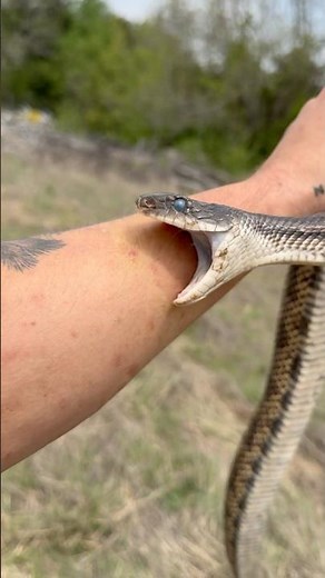 How Bad Does a Ratsnake Bite Hurt?