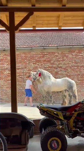 - BEAUTIFUL PEOPLE FROM RUMA -#horse #drafthorse #horses
