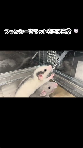 はじめての水飲み🐭ファンシーなラット3匹の日常