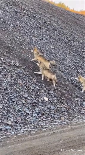 The pack turns back when the cost climbs. #ILoveWolves #WolfWisdom #WolfPack #Wolves #Wildlife #Nature #AnimalBehavior #NatureReels #WildlifeVideo | I love Wolves