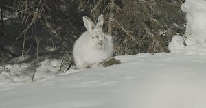 Snowshoe Hare White Rabbit Eating Chewing Stock Footage Video (100% Royalty-free) 1102384449 | Shutterstock
